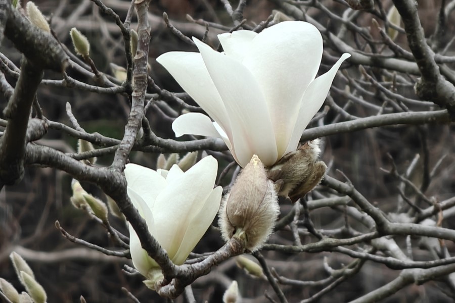 Las primeras flores de magnolia anuncian la llegada de la primavera