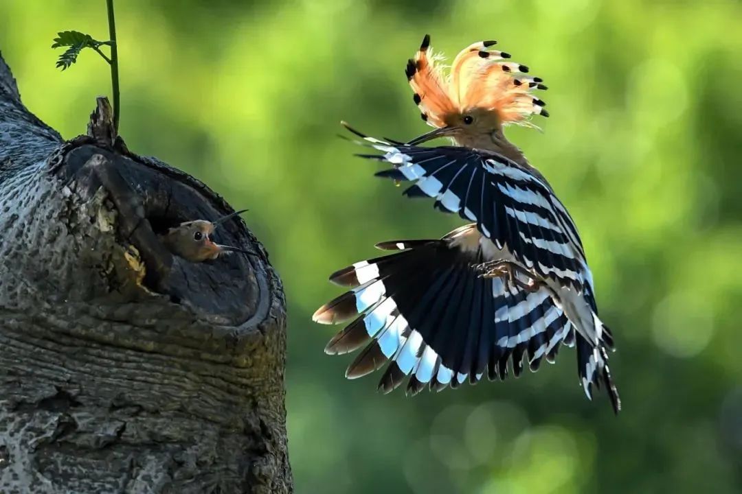 Guía de observación y fotografía de aves