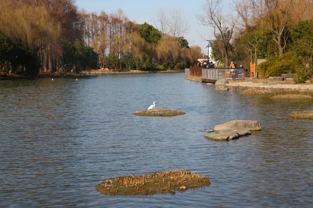 Recopilación de rutas de senderismo para el inicio de la primavera en Shanghai