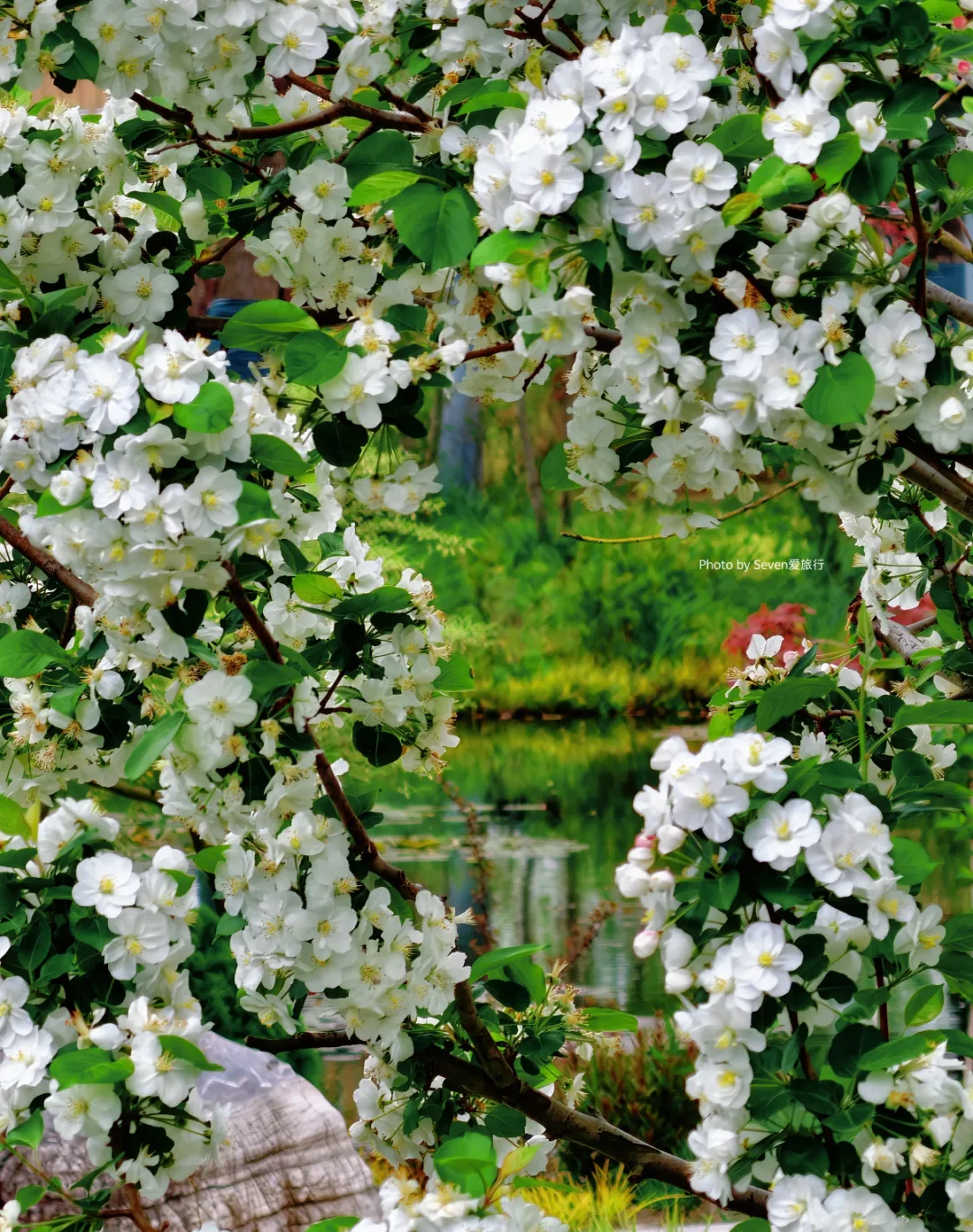 El Jardín Botánico de Shanghai, una de las sedes principales de la exposición floral..png