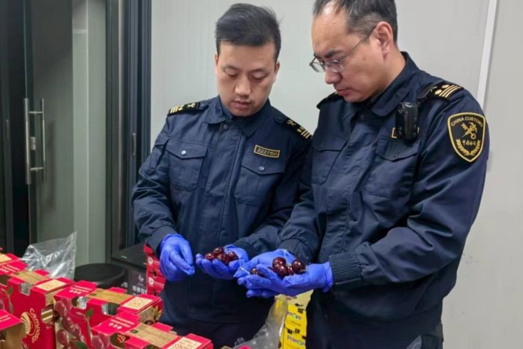 Se duplica la importación de cerezas chilenas por los aeropuertos de Shanghai