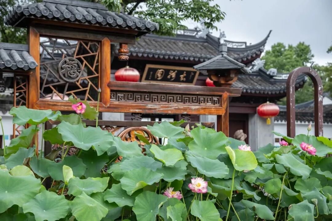 Las flores de loto florecen con la arquitectura tradicional china del Jardín Guyi como telón de fondo..jpg