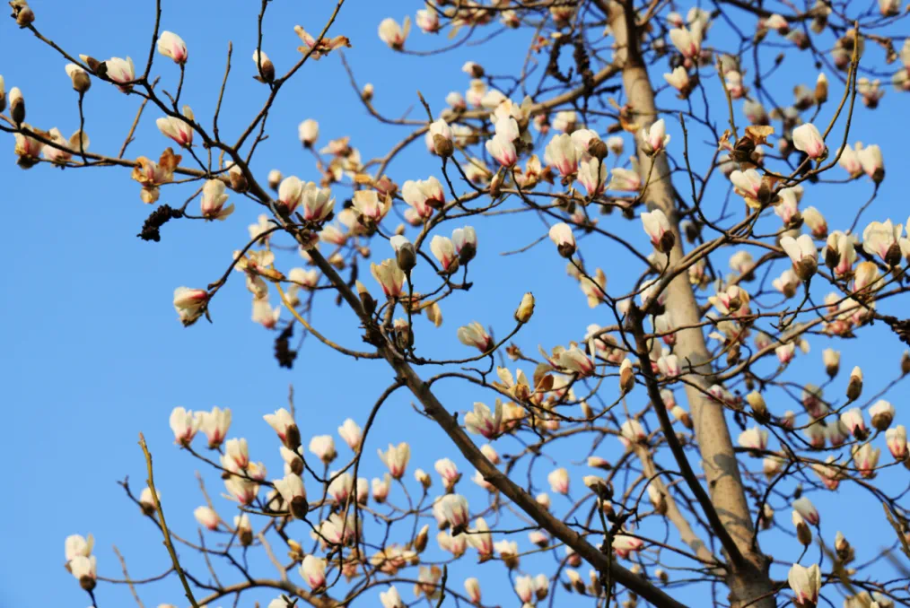 Las magnolias blancas florecen en el Parque Cultural de Minhang.png
