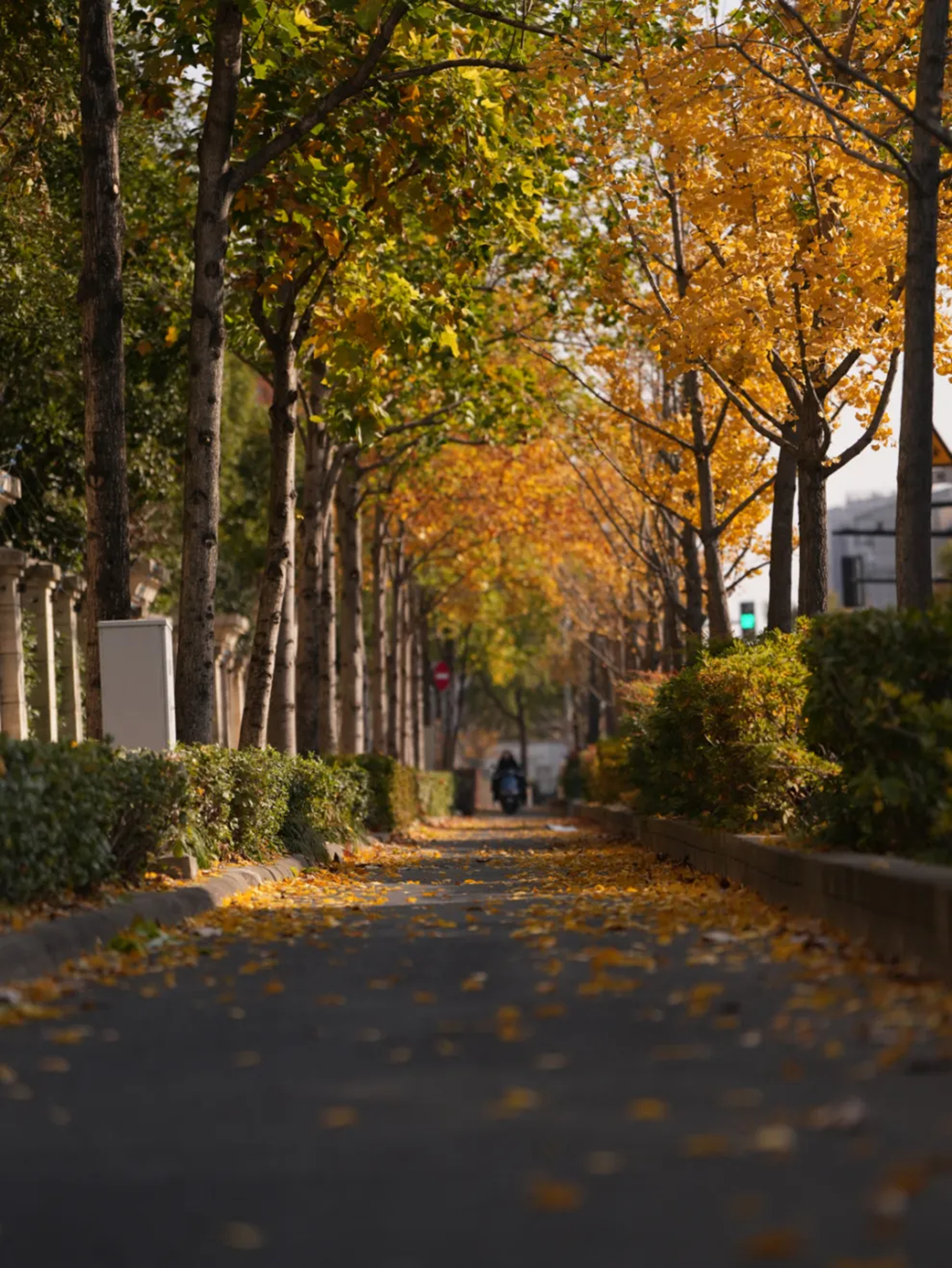Shanghai ofrece un espectáculo otoñal único-2.png