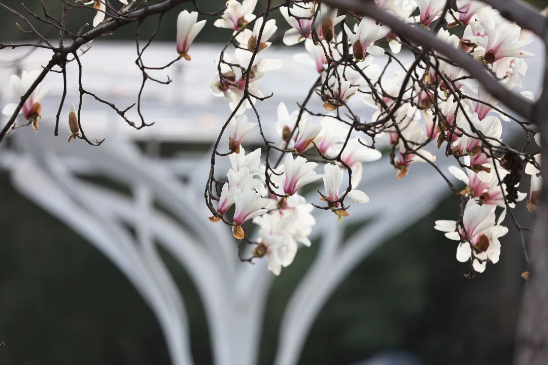 Flor de magnolia blanca en el Parque del Pueblo de Shanghai.jpg