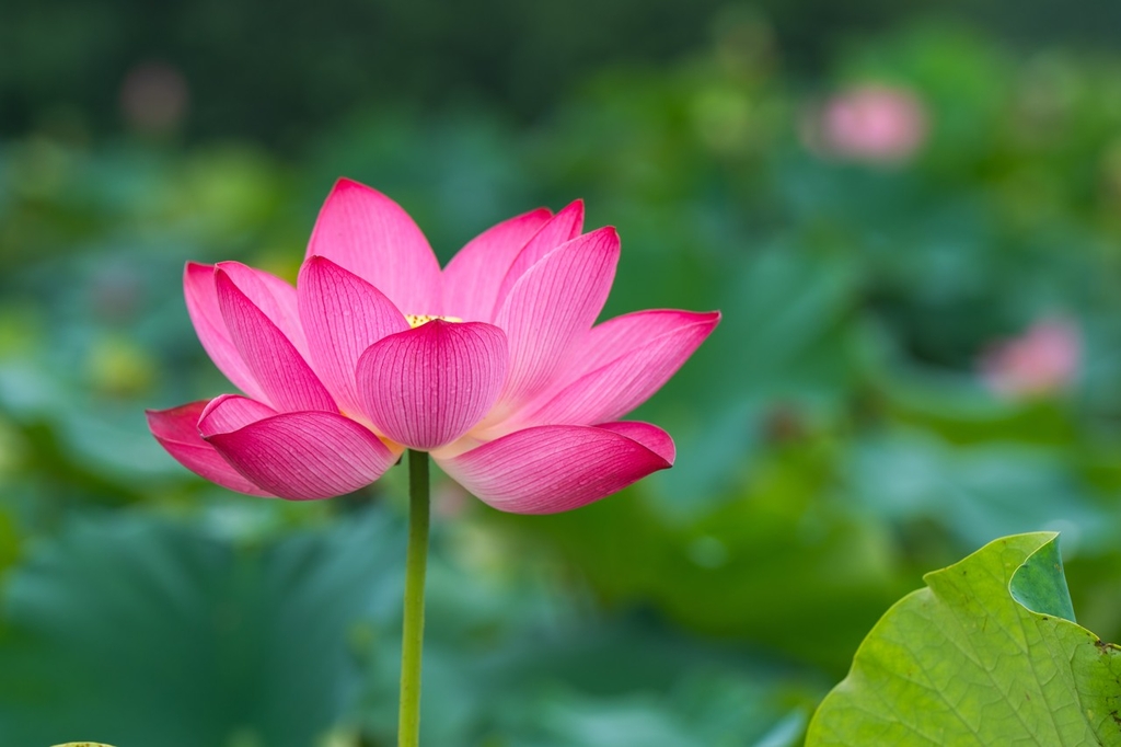 Una flor de loto.jpeg