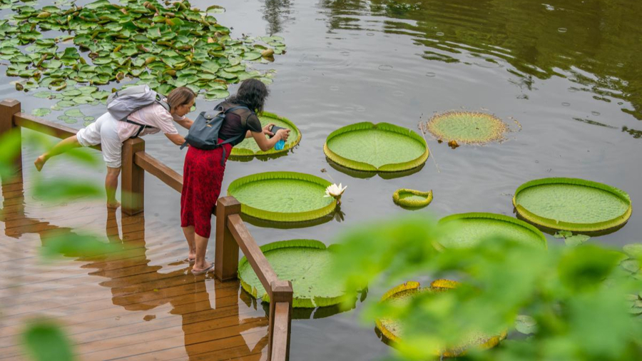 Irupés sudamericanos se vuelen estrellas de los jardines botánicos de Shanghai