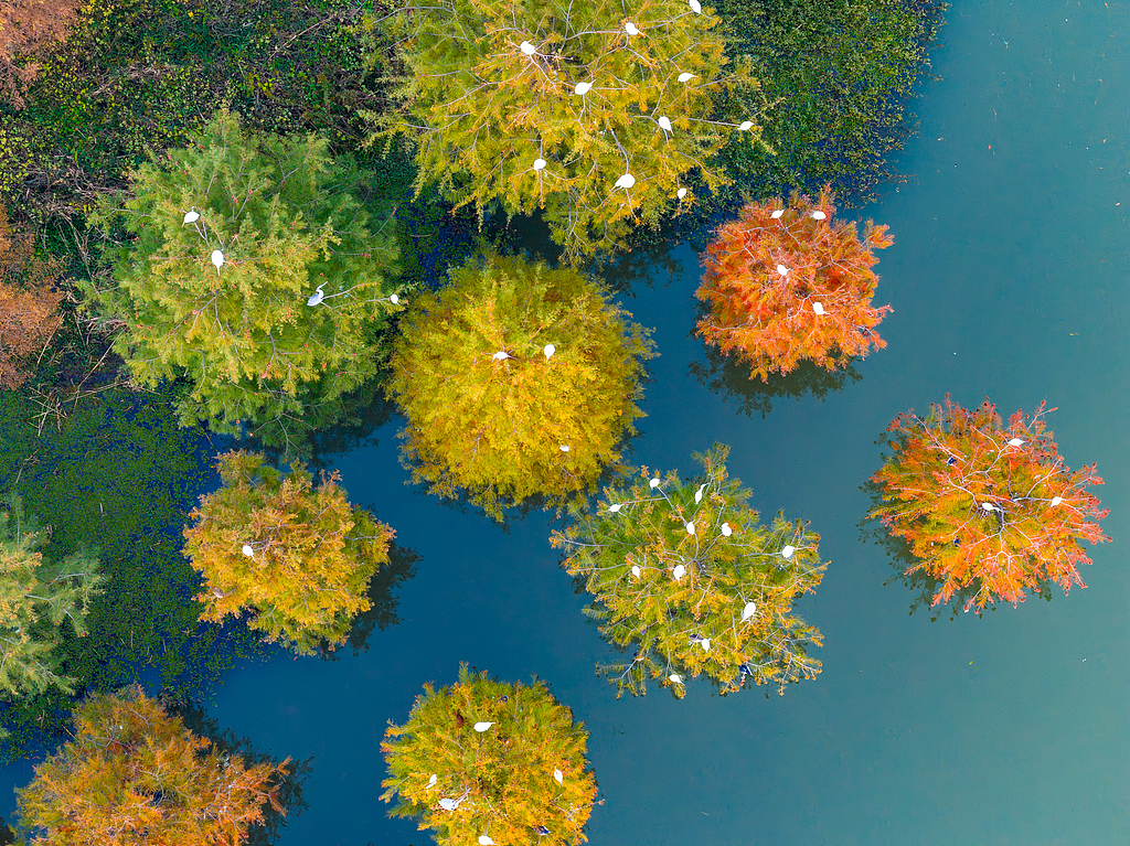 Un pintoresco parque rural en el distrito de Qingpu-VCG.jpg