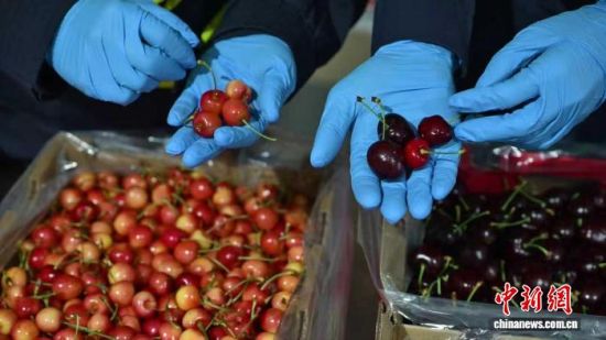 Funcionarios aduaneros de Shanghai inspeccionan cerezas importadas desde Chile..jpg