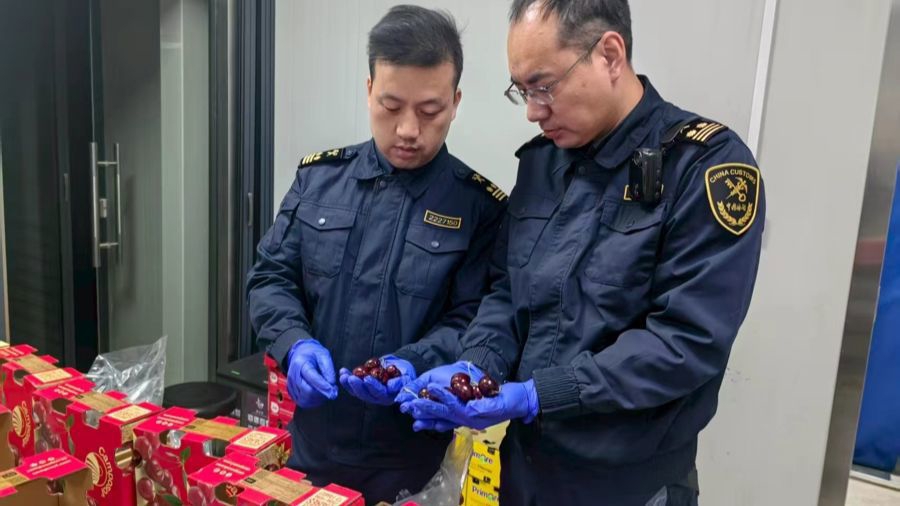 Funcionarios aduaneros inspeccionan cerezas importadas desde Chile..jpg