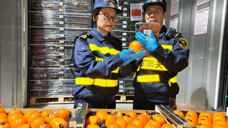 Funcionarios aduaneros de Shanghai inspeccionando caquis importados..jpg