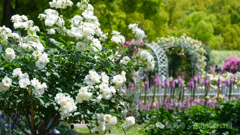 En el Parque Rural de Jiabei florecen racimos de flores blancas..png