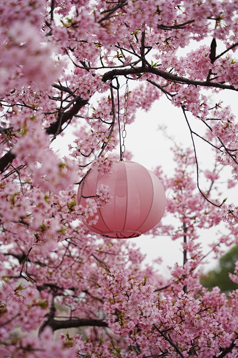 El Festival de los Cerezos en Flor de Shanghai 2026 cautivará a los visitantes en el Parque Gucun del 9 de marzo al 9 de abril-2.jpeg