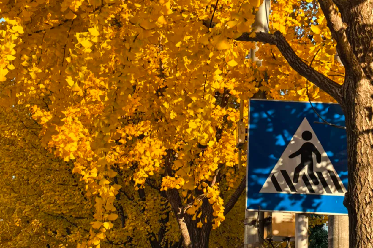 Shanghai ofrece un espectáculo otoñal único