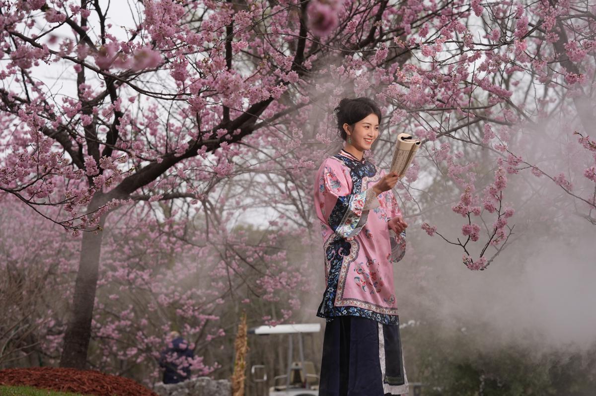 El Festival de los Cerezos en Flor de Shanghai 2026 cautivará a los visitantes en el Parque Gucun del 9 de marzo al 9 de abril..jpeg