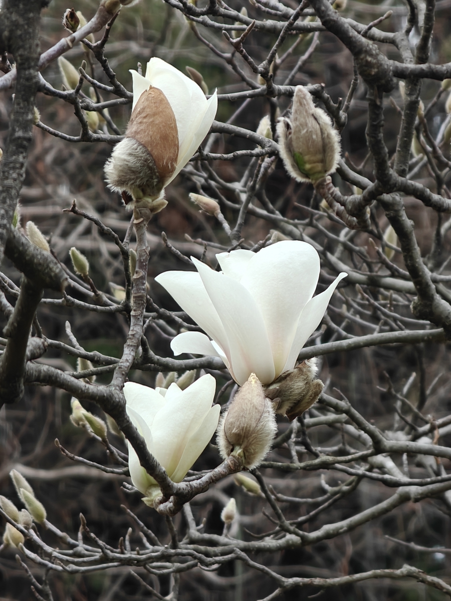 Primer plano de las flores blancas de magnolia al abrirse..jpg
