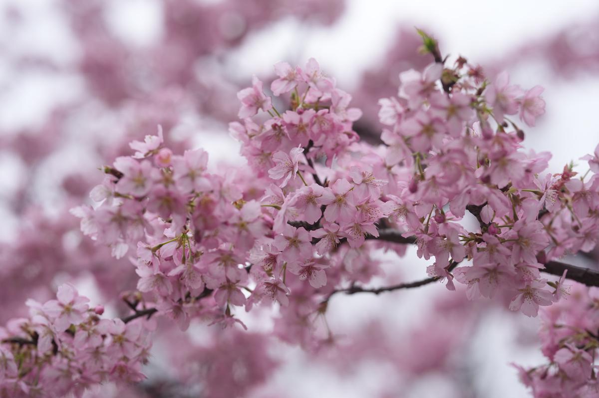 El Festival de los Cerezos en Flor de Shanghai 2026 iluminará las noches del Parque Gucun