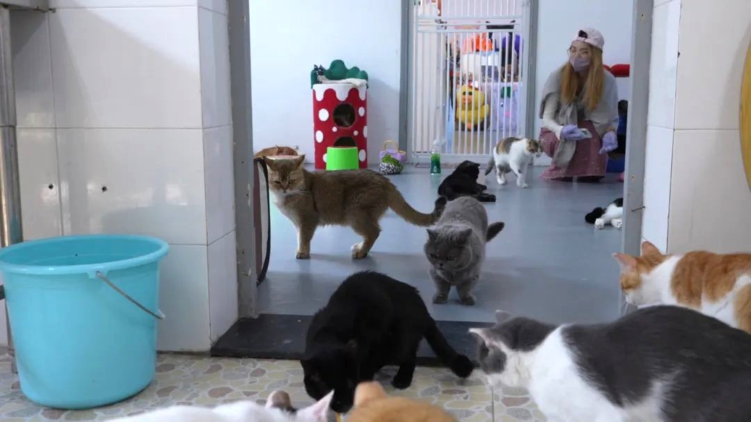 Gatos callejeros en la isla de los gatos..jpg