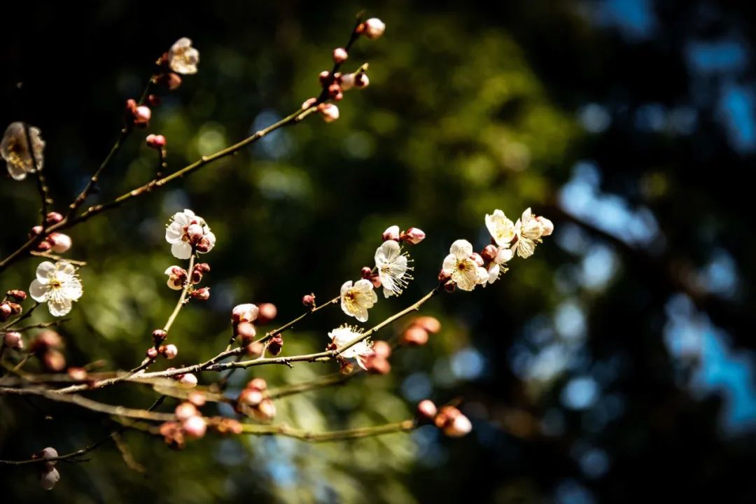 上海赏梅6.jpg
