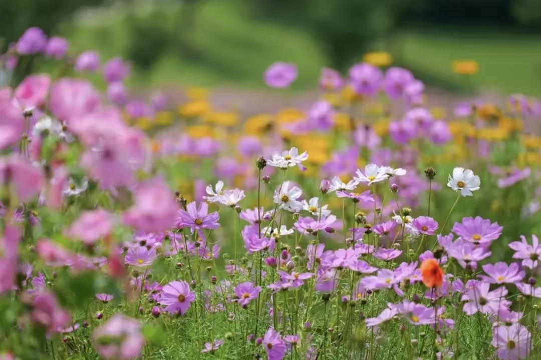 Las flores de Galsang en pleno esplendor en el parque..jpg