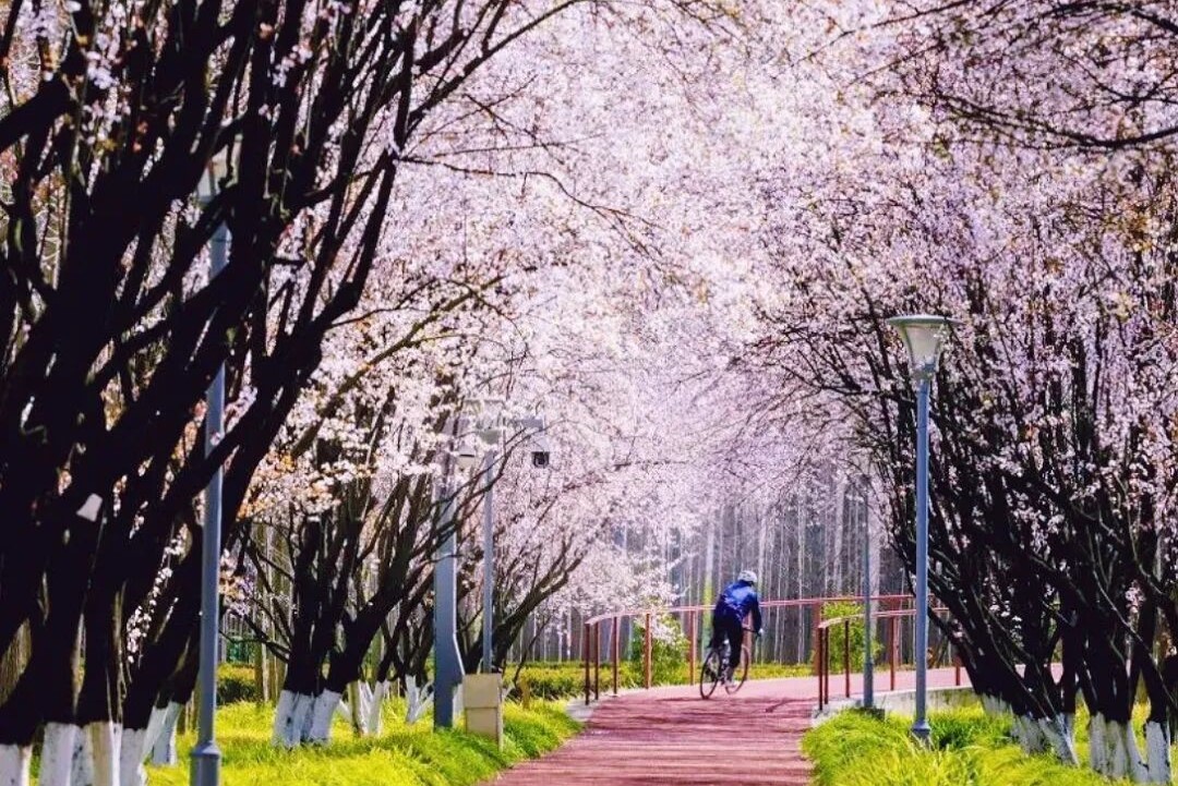 Primavera en Shanghai: tres impresionantes rutas para descubrir la ciudad en bicicleta