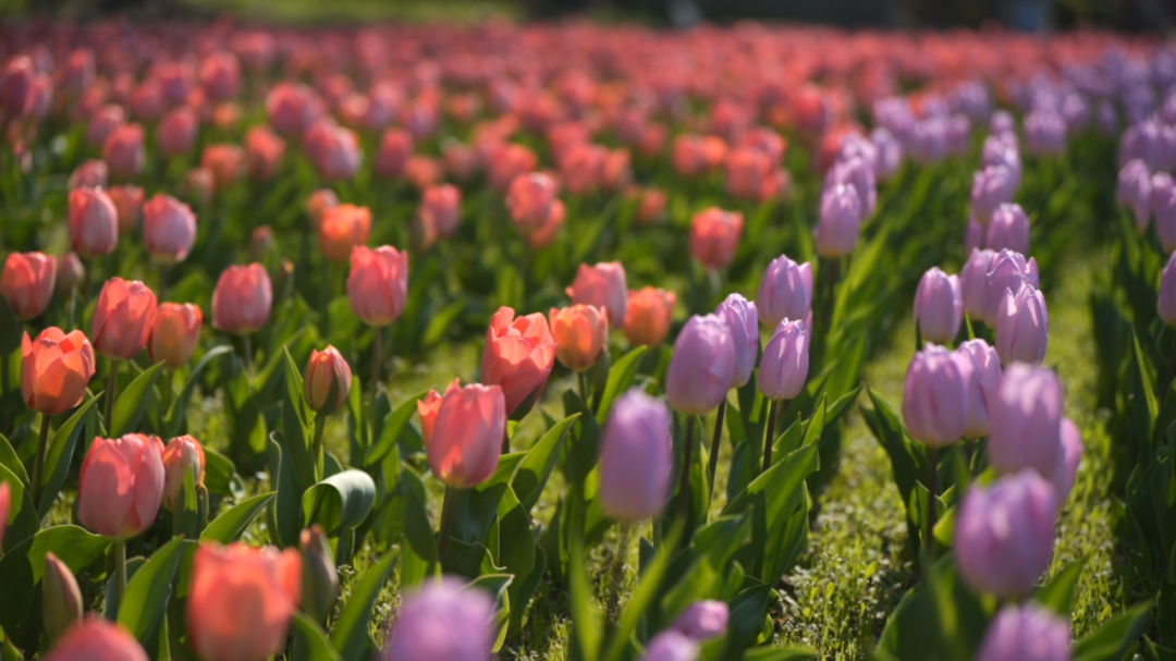 Los tulipanes de diversos colores alcanzan su máximo esplendor en el Parque de Esculturas de Jing
