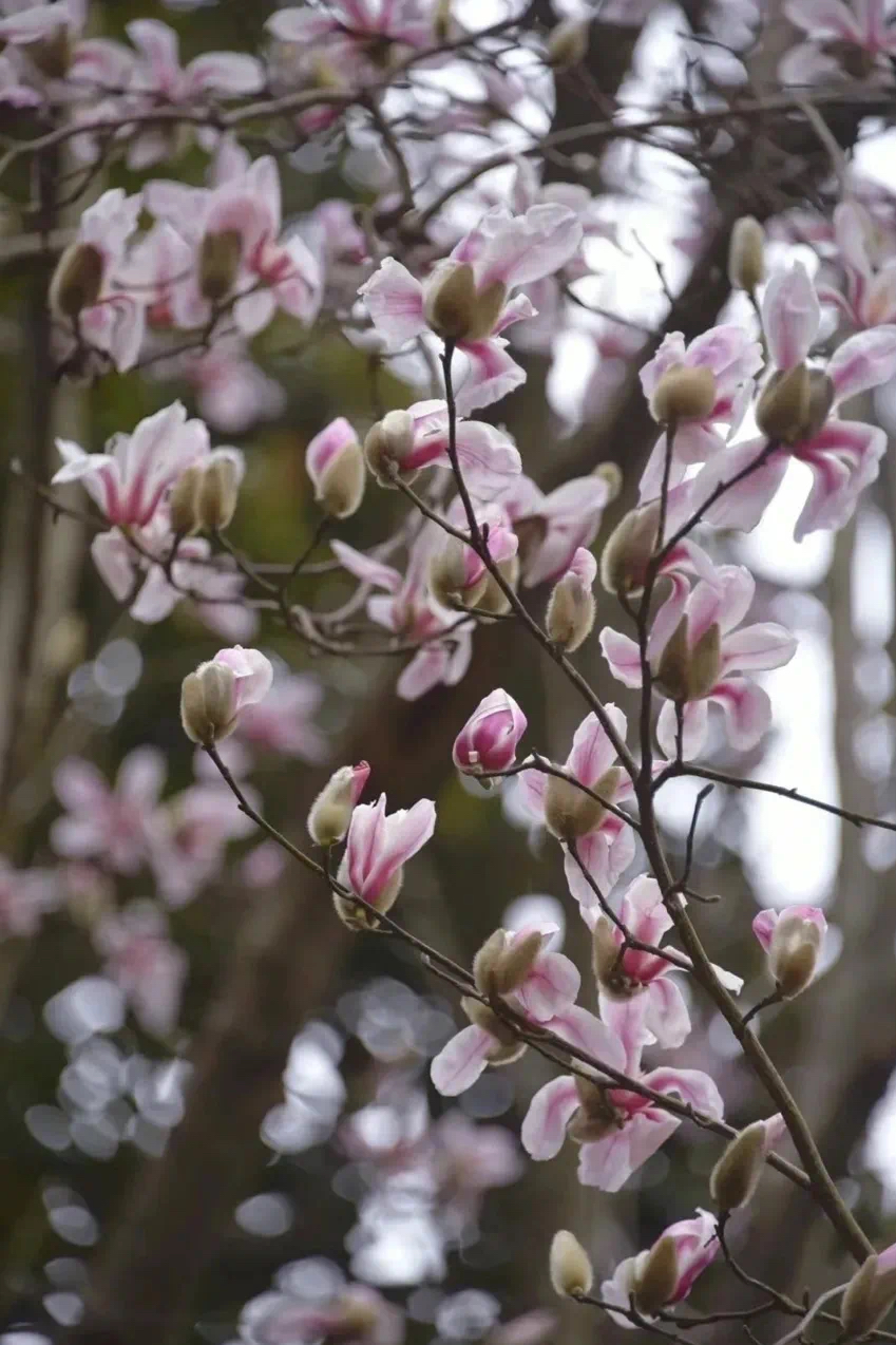 Las magnolias rosas florecen en el Parque Forestal Nacional Gongqing de Shanghai.jpg
