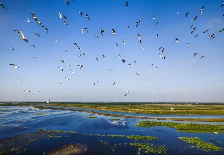Aves en la Reserva Natural Nacional de Aves de Chongming Dongtan.jpg