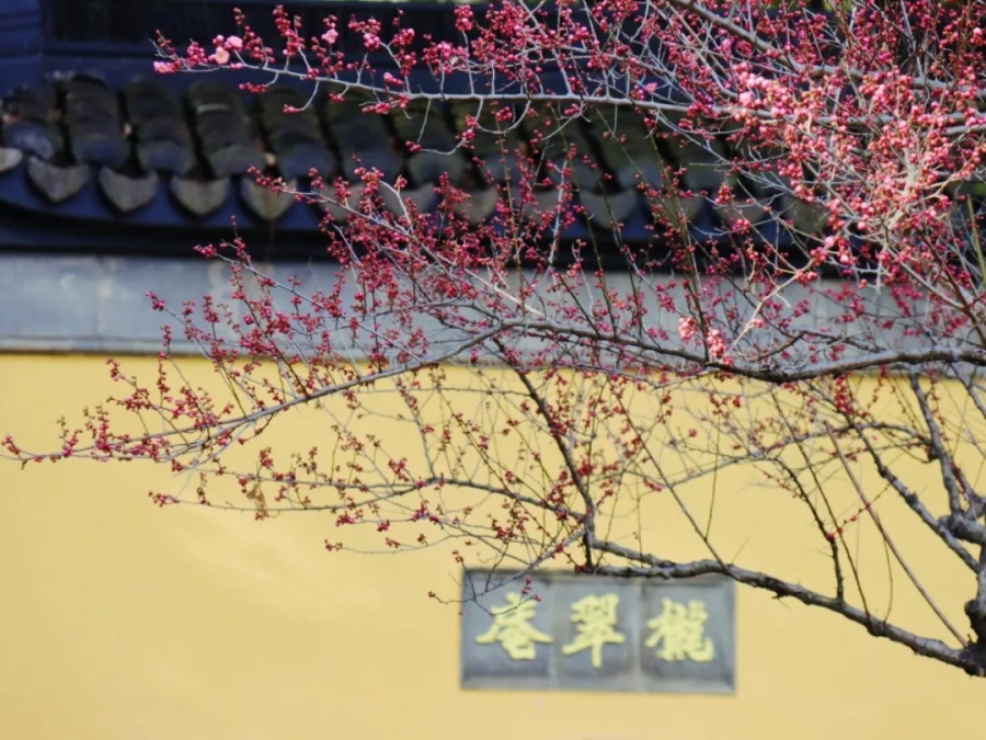 上海赏梅3.jpg
