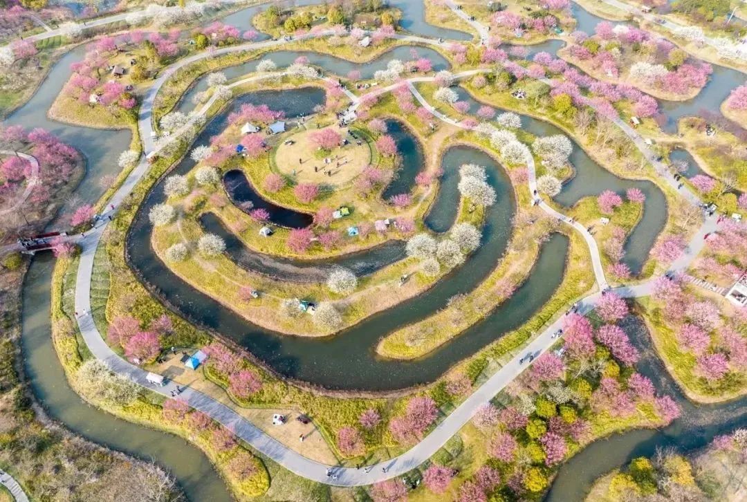 上海赏梅4.jpg