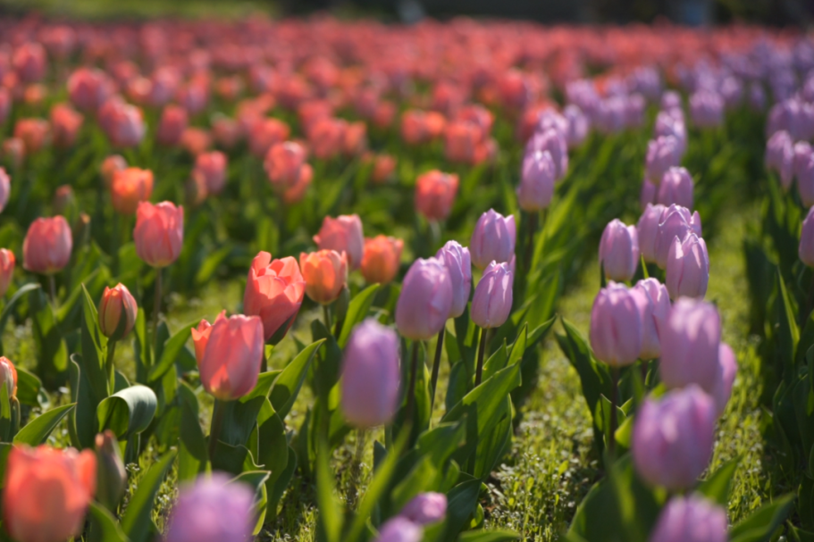 Cinco rutas de paseo para disfrutar de las flores de primavera de Shanghai