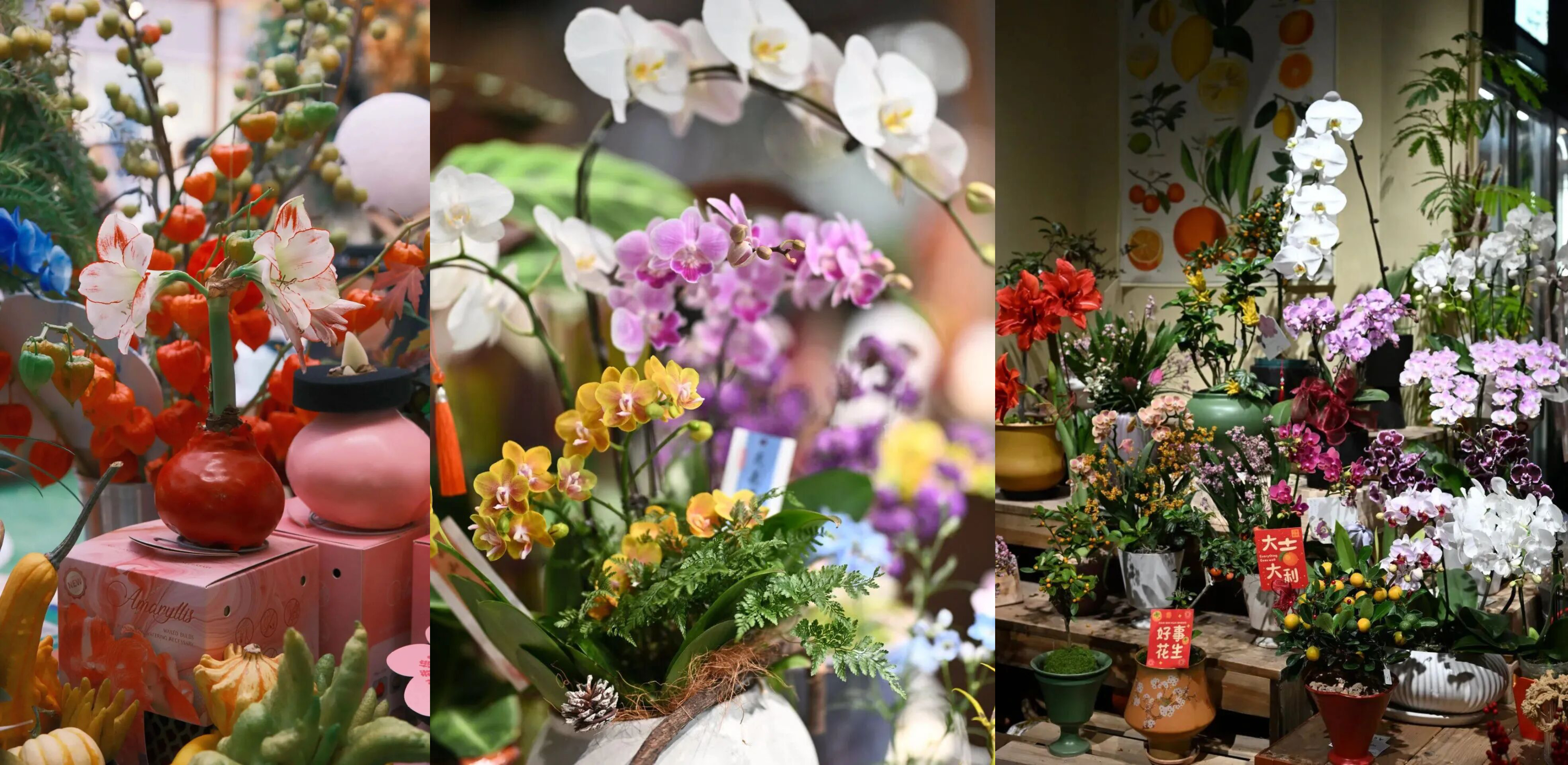 Una muestra de las flores del Año Nuevo Chino en Ruihong Xintiandi..jpg