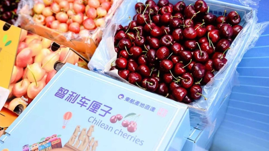 Cerezas chilenas transportadas por vuelo chárter de cadena de frío de China Eastern Air Logistic..jpeg