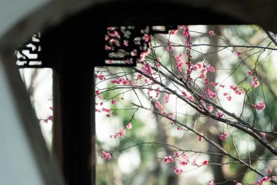 Guía para disfrutar de la primavera en los cinco principales jardines clásicos de Shanghai