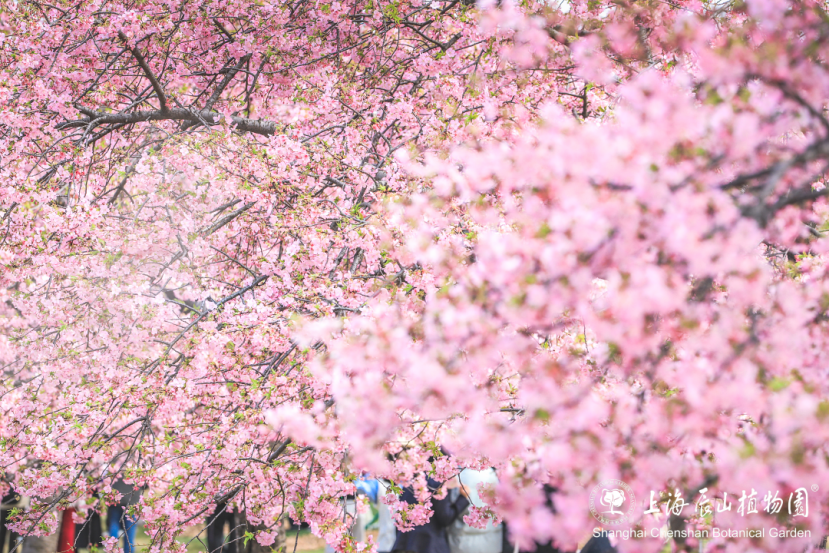 Las flores de cerezo crean un mar de color rosa en el Jardín Botánico de Chenshan..png