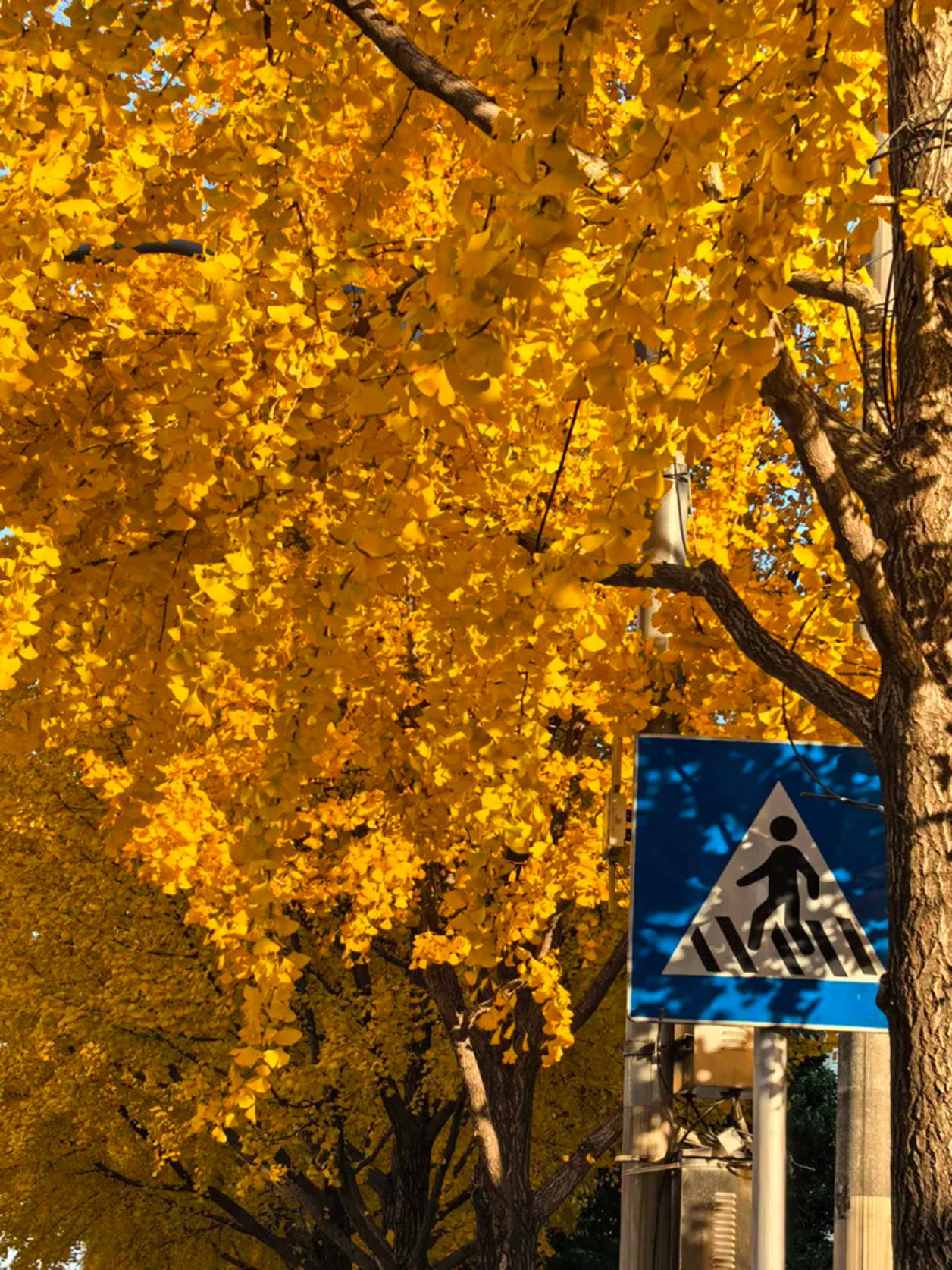 Shanghai ofrece un espectáculo otoñal único-1.png