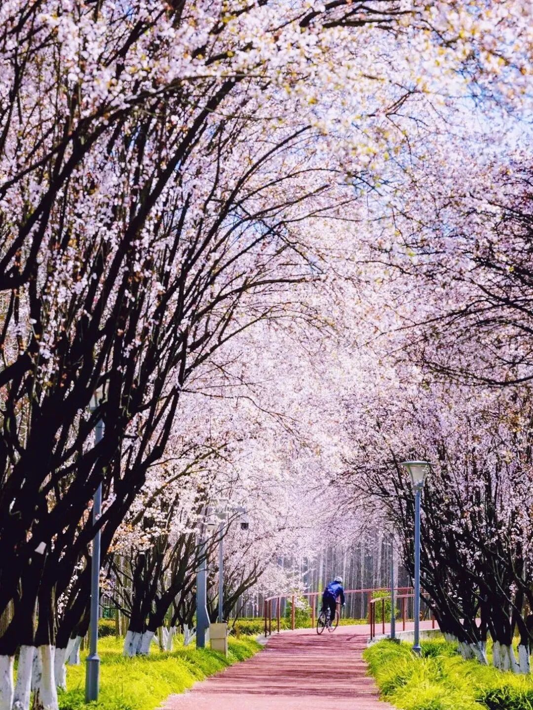 Un ciclista pedalea entre un mar de flores rosadas..jpg
