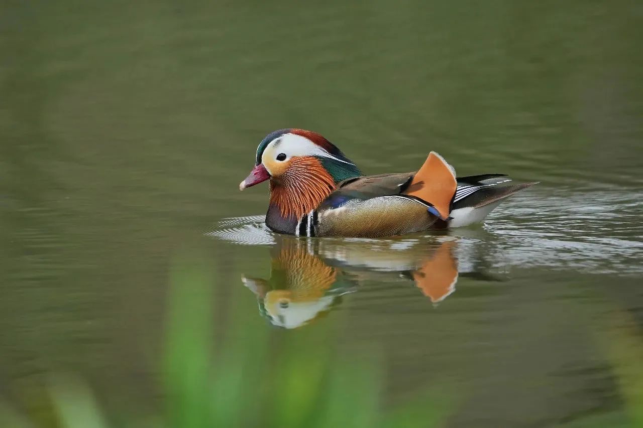 Ave en el Jardín Botánico de Shanghai.jpg