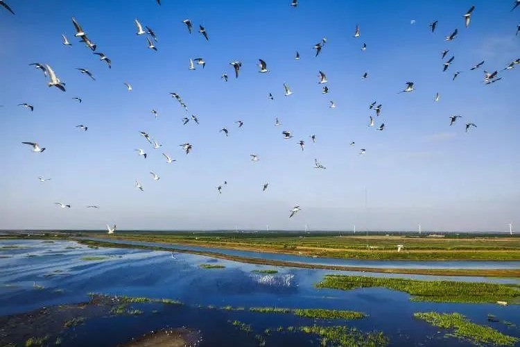 Shanghai presentará una innovadora solución de restauración ecológica a nivel mundial