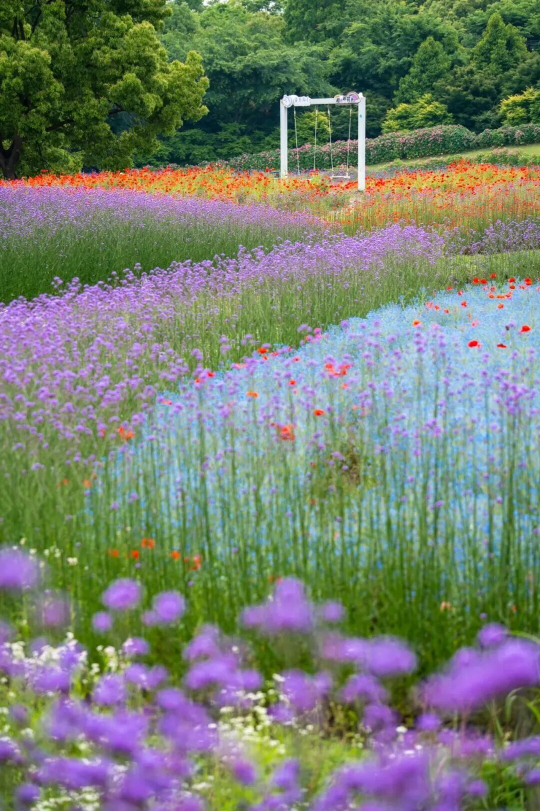 Un vibrante mar de flores de Shanghai Blooming Garden.jpg