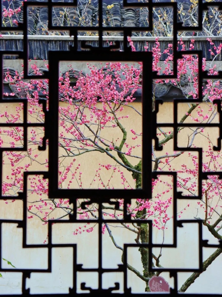 上海赏梅4.jpg