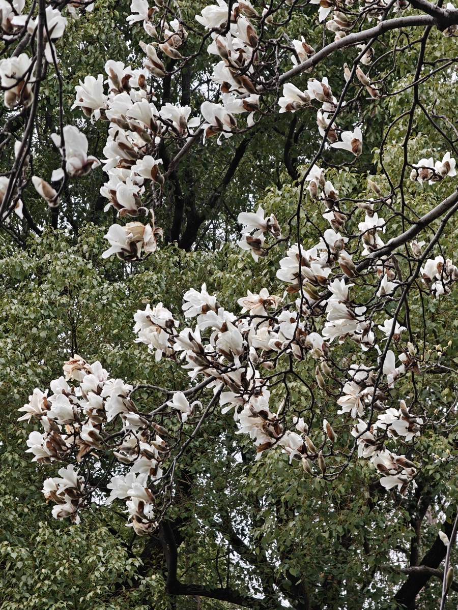 El magnolio que produjo la primera floración del año en el Jardín Botánico de Shanghai..jpg