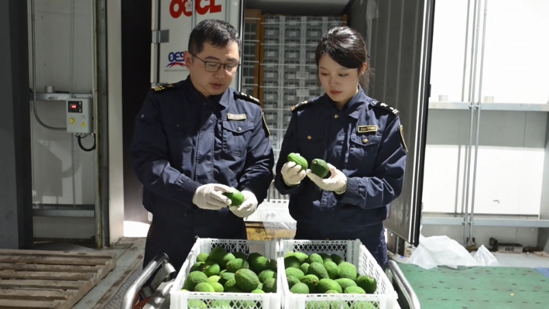 Dos agentes aduanales inspeccionan los aguacates importados del Perú.jpg