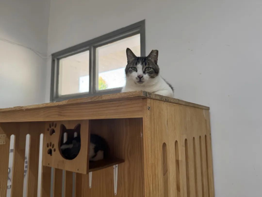 Dos gatos callejeros en la isla de los gatos.jpg