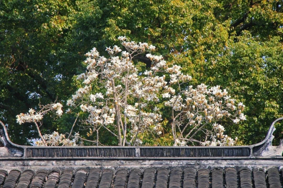 Un magnolio blanco en el Parque Zuibaichi.jpg
