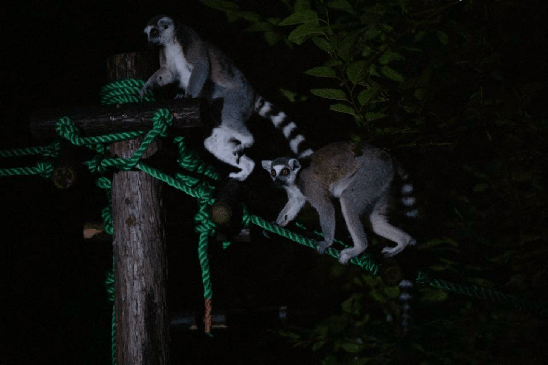 Noche Mágica de los Animales 2025.gif