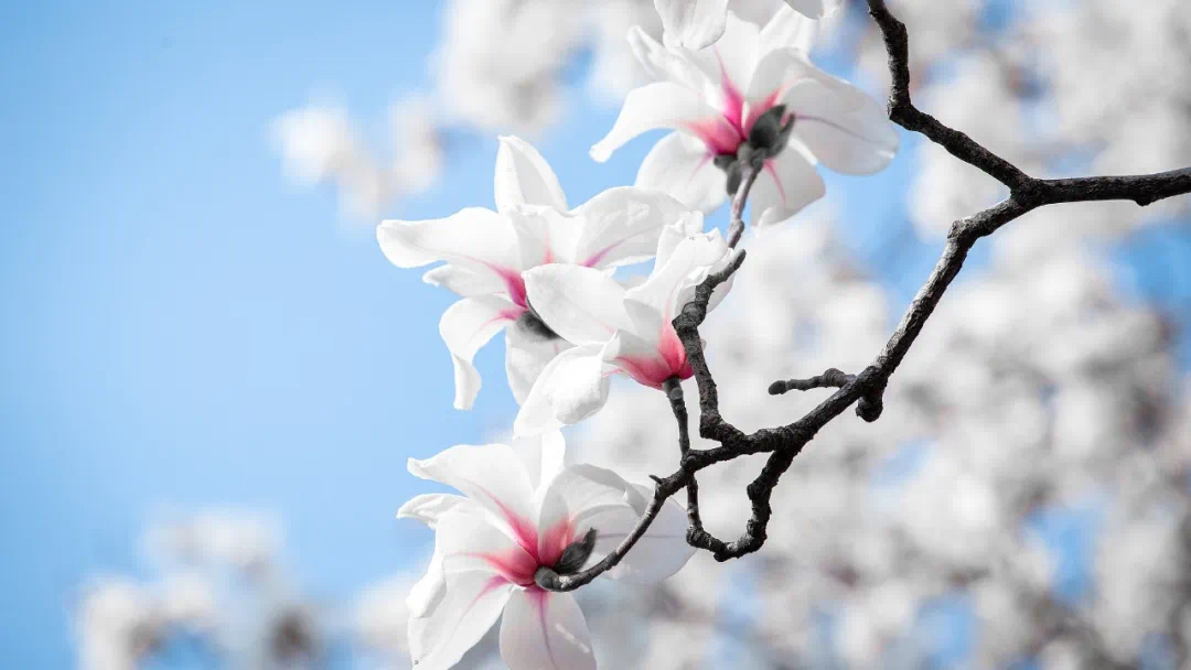 Una magnolia blanca en flor en el Jardín Botánico Chenshan de Shanghai.jpg