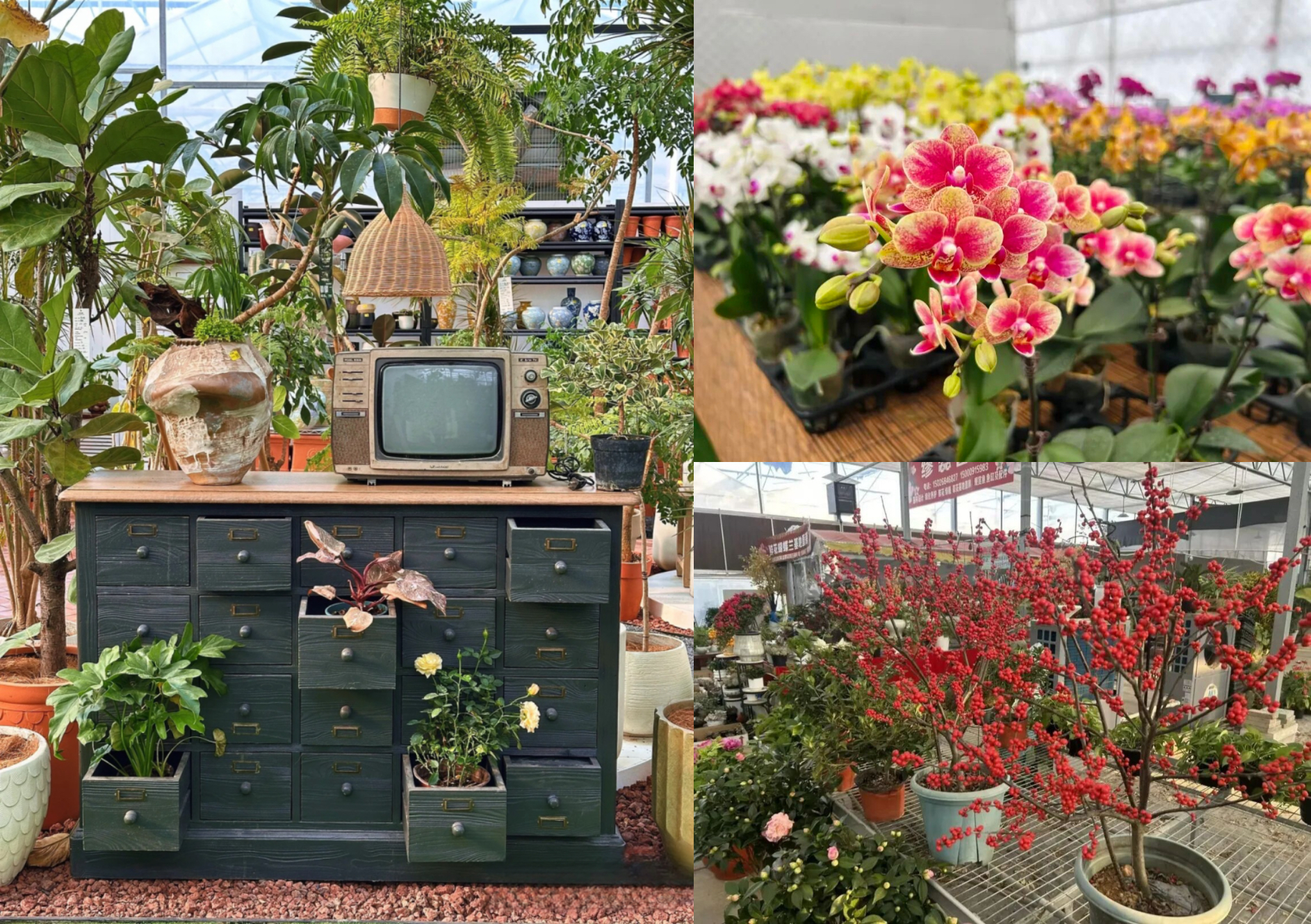 Una muestra de las flores del Año Nuevo Chino en la base.jpg