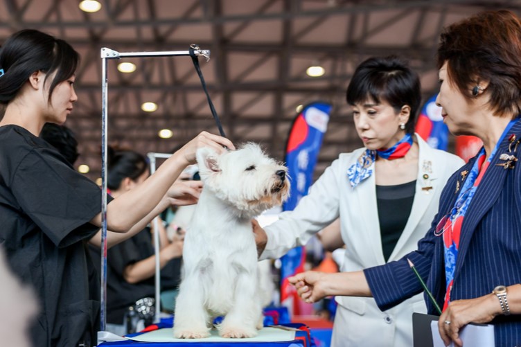 Descubriendo innovación y sorpresas en la Feria de Mascotas de Asia 2025
