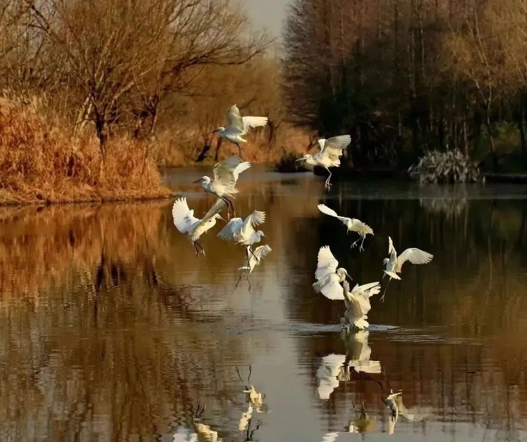Aves en la Base Ecológica de Observación de Aves del Humedal de Xinjiangwan.jpg